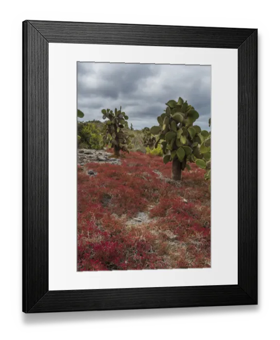 Framed Print : Sesuvium edmonstonei and cactus, South Plaza Island, Galapagos islands, Ecuador