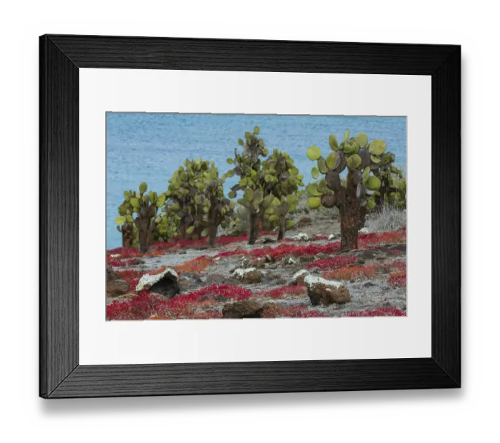 Framed Print : Sesuvium edmonstonei and cactus, South Plaza Island, Galapagos islands, Ecuador Framed Print : Sesuvium edmonstonei and cactus, South Plaza Island, Galapagos islands, Ecuador