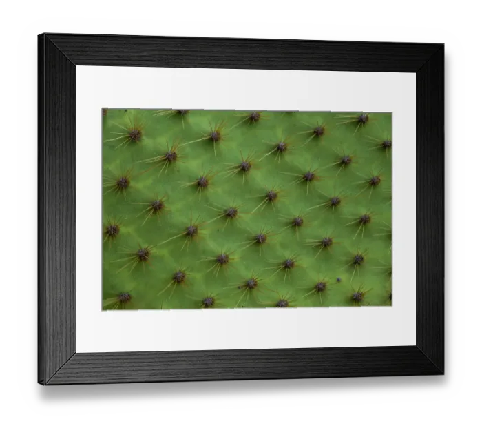 Framed Print : Close up of a cactus, South Plaza Island, Galapagos islands, Ecuador Framed Print : Close up of a cactus, South Plaza Island, Galapagos islands, Ecuador
