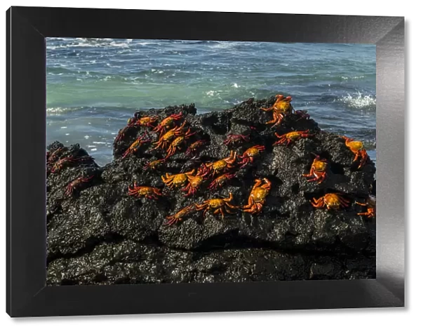 Sally Lightfoot Crab (Grapsus grapsus), Bachas beach, North Seymour island