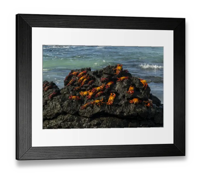 Framed Print : Sally Lightfoot Crab (Grapsus grapsus), Bachas beach, North Seymour island Framed Print : Sally Lightfoot Crab (Grapsus grapsus), Bachas beach, North Seymour island