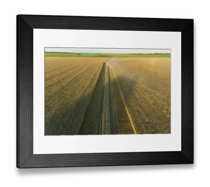 Framed Print : Aerial view of combine harvesting wheat at sunset, Marion County, Illinois Framed Print : Aerial view of combine harvesting wheat at sunset, Marion County, Illinois