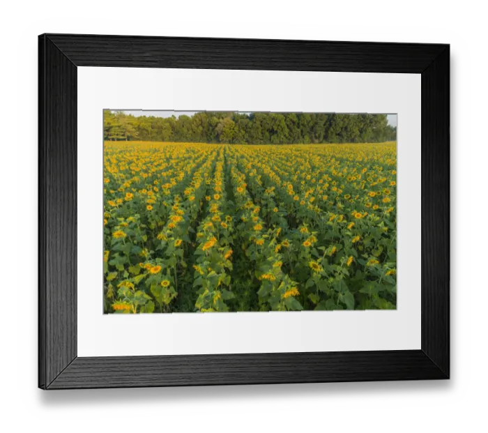 Framed Print : Aerial view of a Sunflower field at sunrise, Jasper County, Illinois