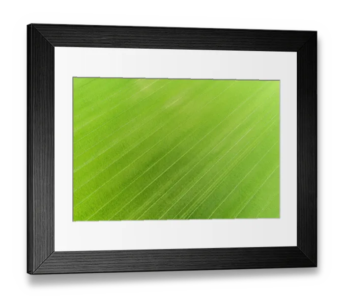 Framed Print : Aerial view of wheat field, Marion County, Illinois