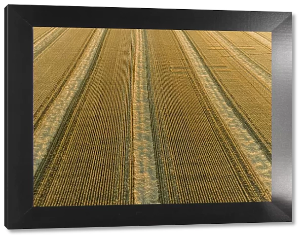 Aerial view of rows of wheat straw before baling, Marion County, Illinois