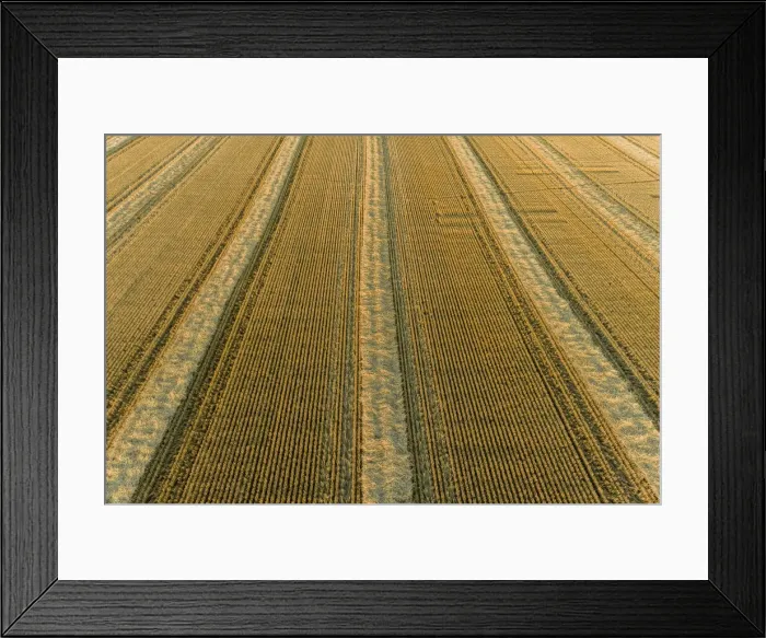 Framed Print : Aerial view of rows of wheat straw before baling, Marion County, Illinois