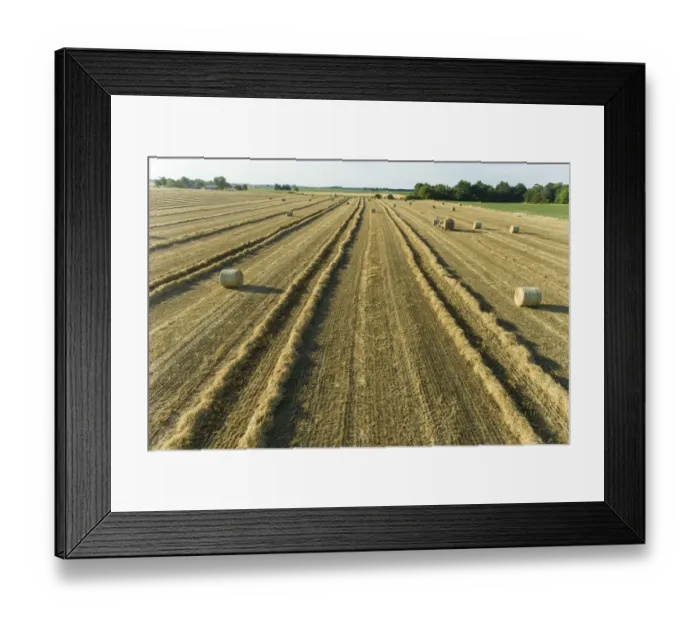 Framed Print : Aerial view of rows of wheat straw before baling and round bales, Marion County, Illinois Framed Print : Aerial view of rows of wheat straw before baling and round bales, Marion County, Illinois