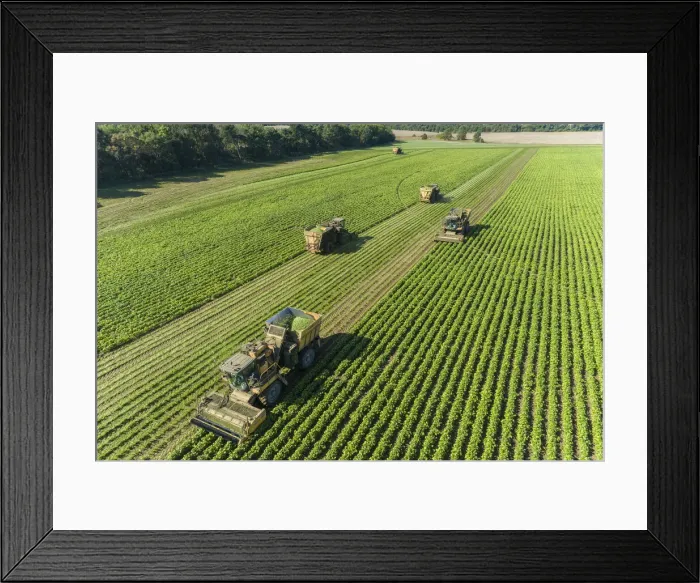 Framed Print : Picking green beans during the green bean harvest, Mason County, Illinois Framed Print : Picking green beans during the green bean harvest, Mason County, Illinois