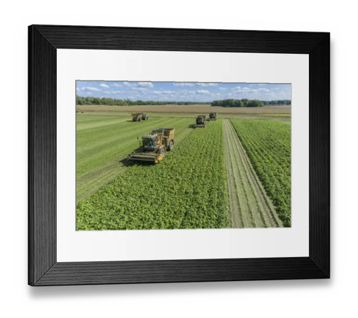Framed Print : Picking green beans during the green bean harvest, Mason County, Illinois Framed Print : Picking green beans during the green bean harvest, Mason County, Illinois