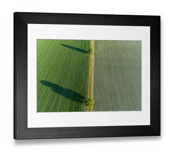 Framed Print : Two trees and shadows between fields, Marion County, Illinois