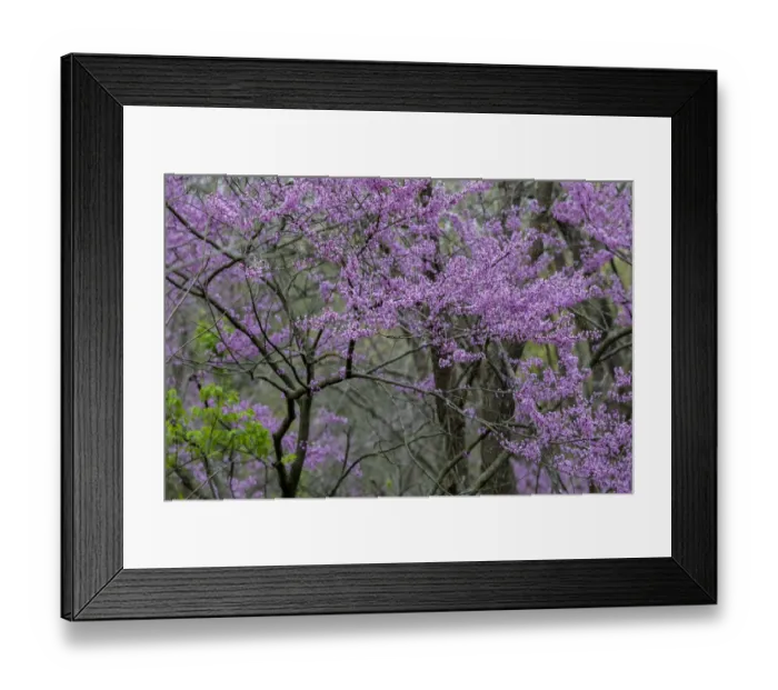 Framed Print : Redbud trees blooms in spring, Marion County, Illinois