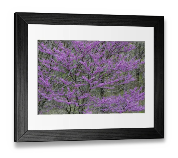 Framed Print : Redbud trees blooms in spring, Marion County, Illinois