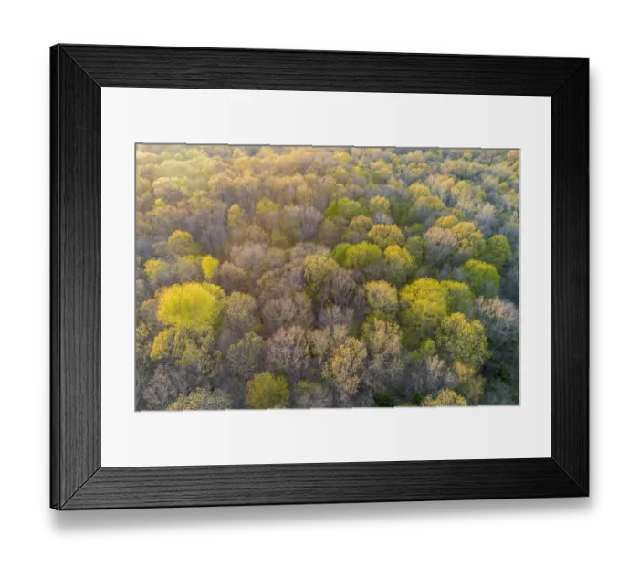 Framed Print : Newly emerging leaves on trees in the spring, Marion County, Illinois Framed Print : Newly emerging leaves on trees in the spring, Marion County, Illinois