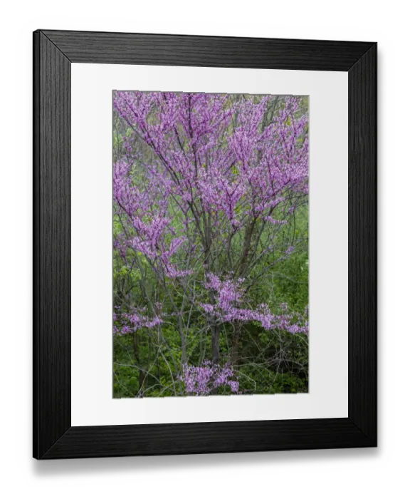 Framed Print : Redbud trees blooms in spring, Marion County, Illinois Framed Print : Redbud trees blooms in spring, Marion County, Illinois