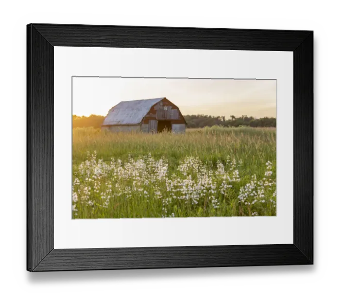 Framed Print : Old barn and field of penstemon at sunset Prairie Ridge State Natural Area, Marion County