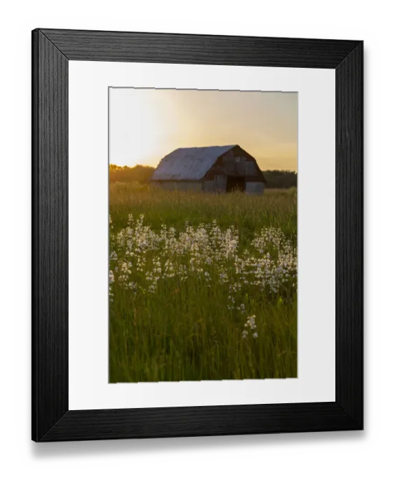 Framed Print : Old barn and field of penstemon at sunset Prairie Ridge State Natural Area, Marion County Framed Print : Old barn and field of penstemon at sunset Prairie Ridge State Natural Area, Marion County