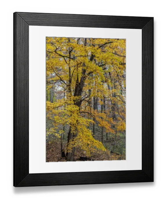 Framed Print : Fall color at Stephen A. Forbes State Park, Marion County, Illinois Framed Print : Fall color at Stephen A. Forbes State Park, Marion County, Illinois