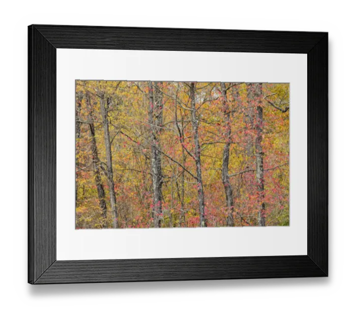 Framed Print : Fall color at Pyramid State Park, Perry County, Illinois Framed Print : Fall color at Pyramid State Park, Perry County, Illinois