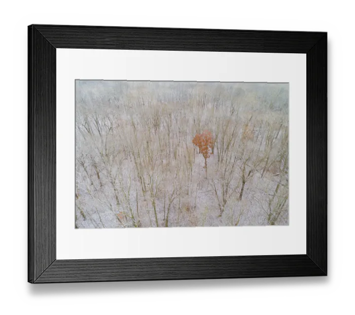 Framed Print : Aerial view of a fresh snow over the forest, Marion County, Illinois Framed Print : Aerial view of a fresh snow over the forest, Marion County, Illinois