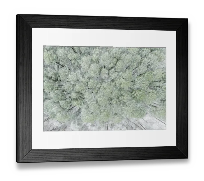 Framed Print : Aerial view of woods and white pine trees after a snowfall, Marion County, Illinois Framed Print : Aerial view of woods and white pine trees after a snowfall, Marion County, Illinois