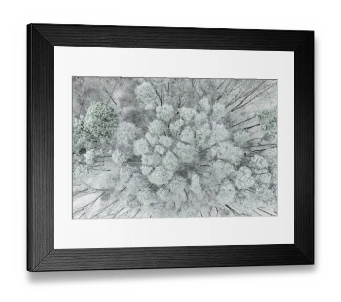 Framed Print : Aerial view of woods and white pine trees after a snowfall, Marion County, Illinois