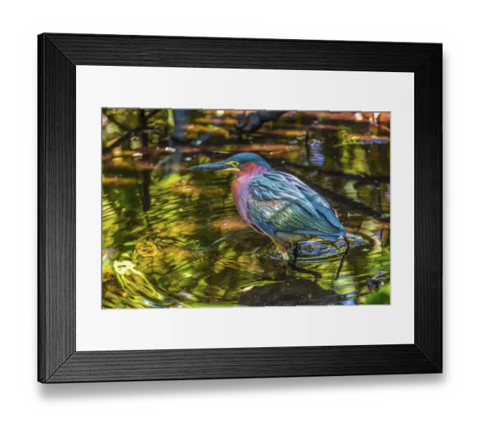 Framed Print : Colorful green heron fishing, Florida