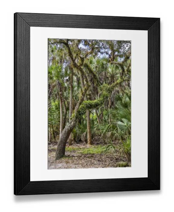 Framed Print : USA, Florida, Sarasota, Myakka River State Park Framed Print : USA, Florida, Sarasota, Myakka River State Park