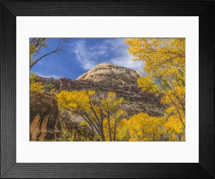Framed Print : Colorful yellow cottonwood trees, Canyonlands National Park, Needles District, Utah