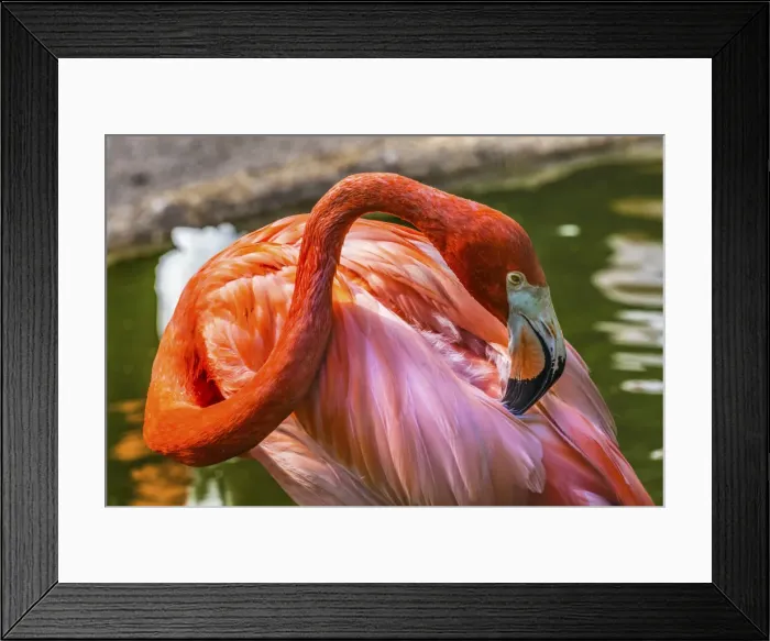Framed Print : Colorful American Caribbean Flamingo, Florida