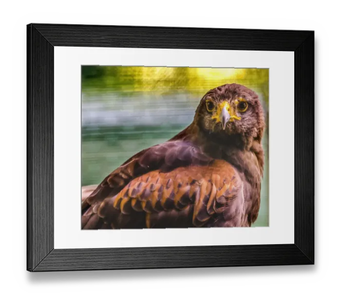 Framed Print : Colorful red-tailed hawk looking for prey, Florida Framed Print : Colorful red-tailed hawk looking for prey, Florida