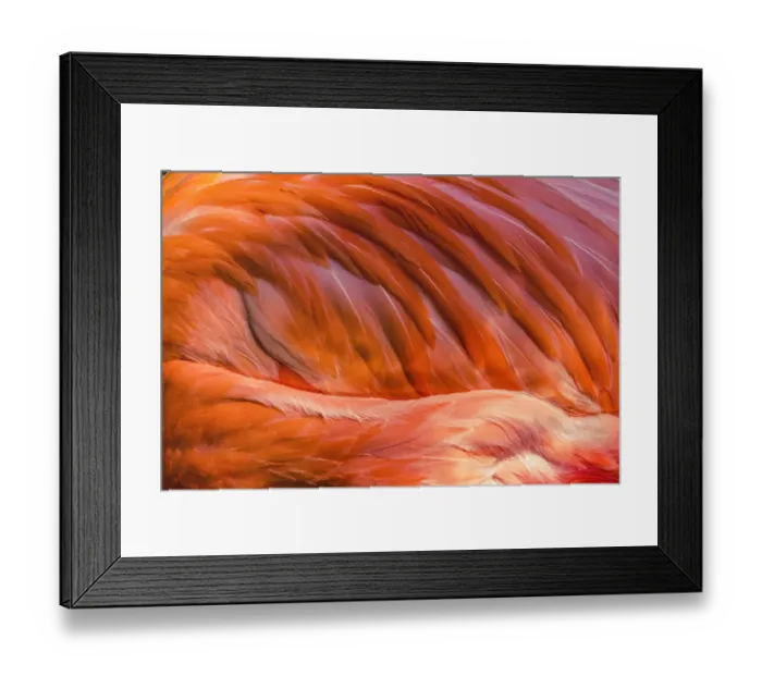 Framed Print : Colorful orange Pink Feathers American Caribbean Flamingo, Florida Framed Print : Colorful orange Pink Feathers American Caribbean Flamingo, Florida