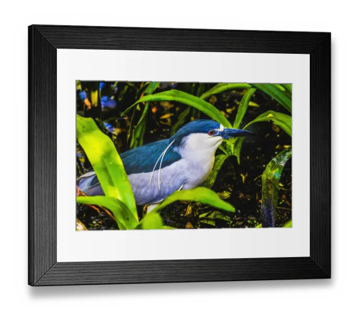 Framed Print : Colorful black crowned night heron fishing, Florida Framed Print : Colorful black crowned night heron fishing, Florida