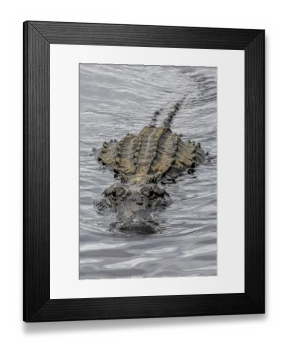 Framed Print : USA, Florida, Sarasota, An Alligator at Myakka River State Park Framed Print : USA, Florida, Sarasota, An Alligator at Myakka River State Park