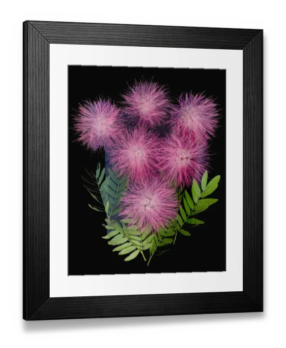 Framed Print : USA, Florida, Celebration. A bouquet of pink powderpuff flowers Framed Print : USA, Florida, Celebration. A bouquet of pink powderpuff flowers