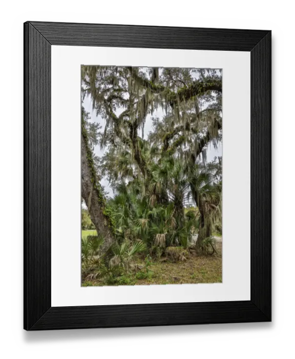 Framed Print : USA, Florida, Sarasota, Myakka River State Park