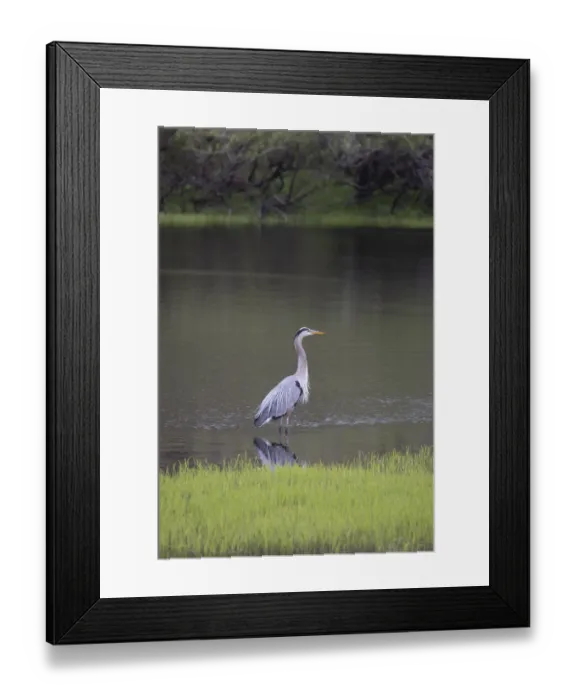 Framed Print : USA, Florida, Sarasota, A grey heron at Myakka River State Park Framed Print : USA, Florida, Sarasota, A grey heron at Myakka River State Park