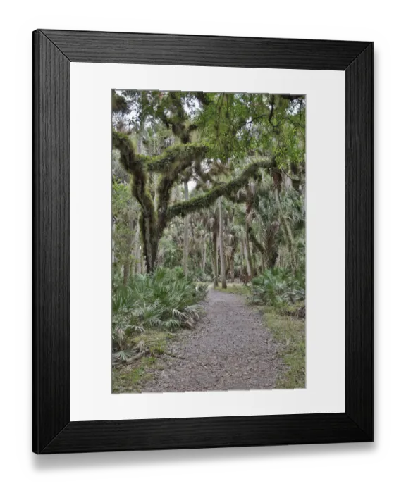 Framed Print : USA, Florida, Sarasota, Myakka River State Park