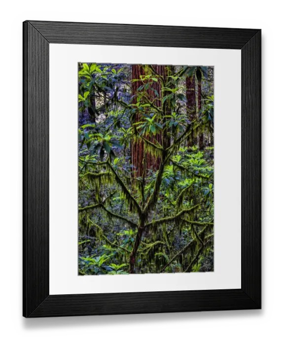 Framed Print : California, USA, Jedediah Smith Redwoods State Park, Redwoods National Park Framed Print : California, USA, Jedediah Smith Redwoods State Park, Redwoods National Park