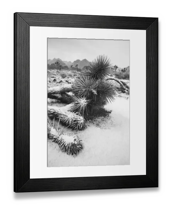 Framed Print : Winter storm, Joshua Tree National Park, California