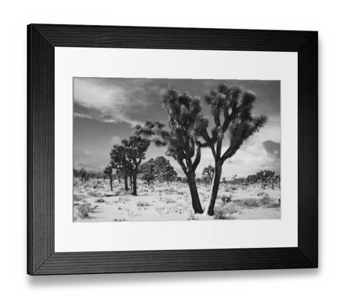 Framed Print : Winter storm, Joshua Tree National Park, California Framed Print : Winter storm, Joshua Tree National Park, California
