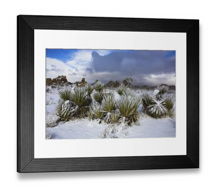 Framed Print : Winter storm, Joshua Tree National Park, California