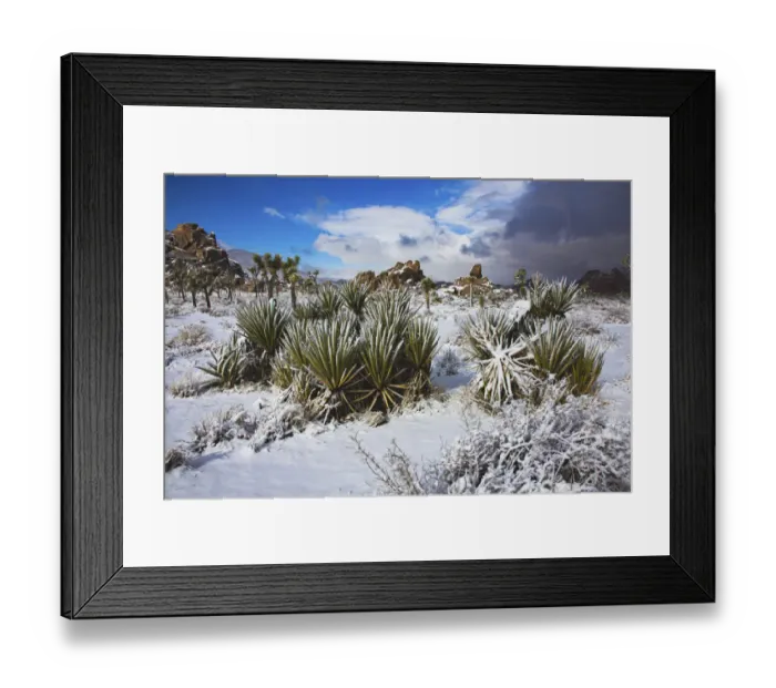 Framed Print : Winter storm, Joshua Tree National Park, California Framed Print : Winter storm, Joshua Tree National Park, California