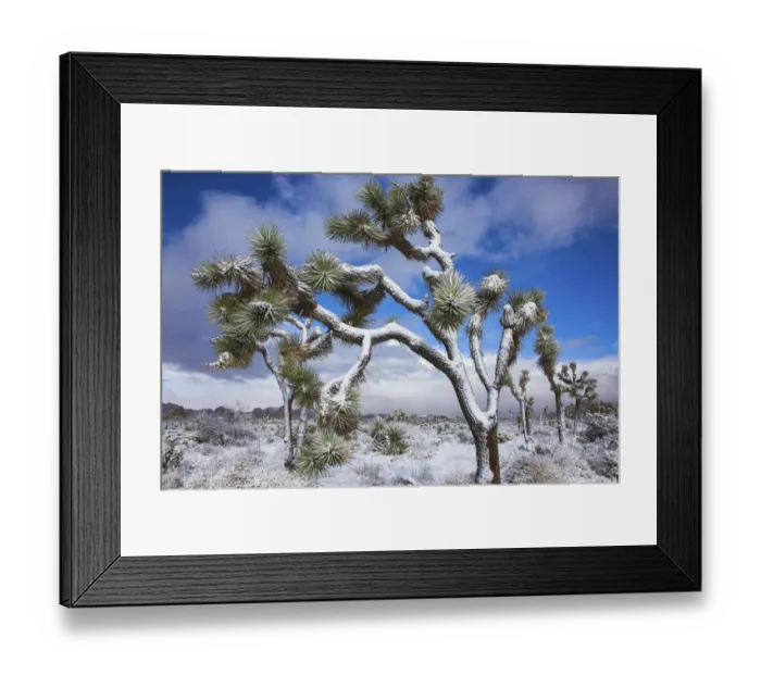 Framed Print : Winter storm, Joshua Tree National Park, California Framed Print : Winter storm, Joshua Tree National Park, California