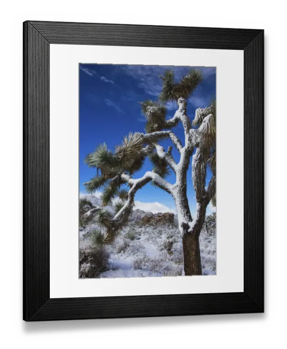 Framed Print : Winter storm, Joshua Tree National Park, California Framed Print : Winter storm, Joshua Tree National Park, California