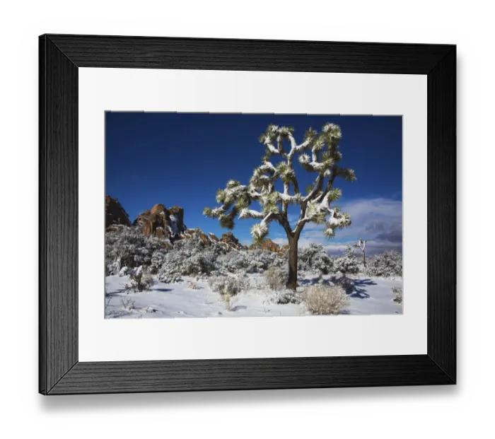 Framed Print : Winter storm, Joshua Tree National Park, California Framed Print : Winter storm, Joshua Tree National Park, California