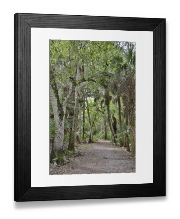 Framed Print : USA, Florida, Sarasota, Myakka River State Park Framed Print : USA, Florida, Sarasota, Myakka River State Park