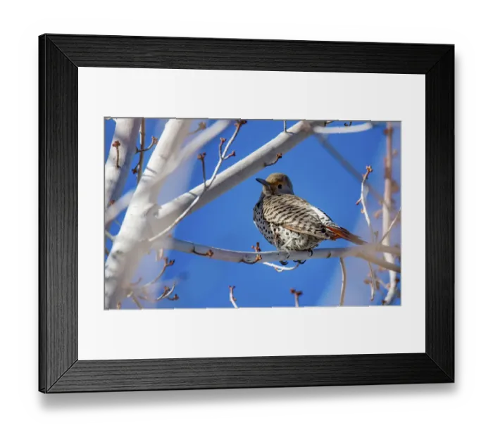 Framed Print : Northern Flicker Framed Print : Northern Flicker