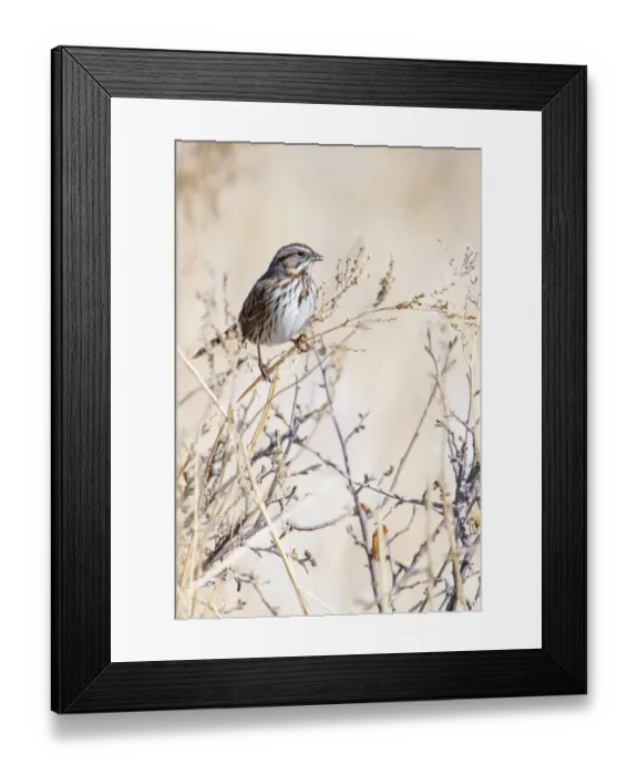 Framed Print : USA, Sparrow Framed Print : USA, Sparrow