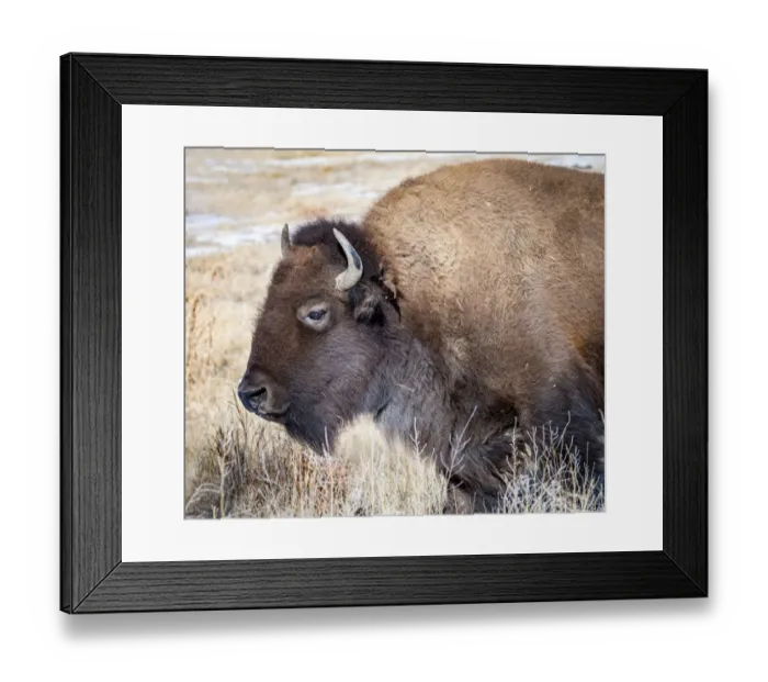 Framed Print : American Bison Framed Print : American Bison