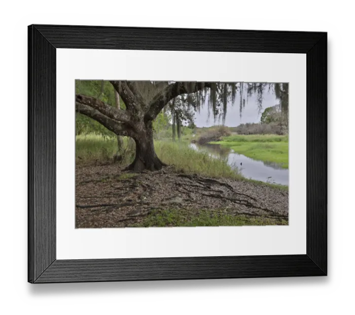 Framed Print : USA, Florida, Sarasota, Myakka River State Park Framed Print : USA, Florida, Sarasota, Myakka River State Park